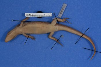 Media type: image;   Herpetology R-33533